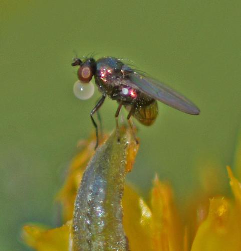 Psilopa polita